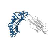 The deposited structure of PDB entry 1q94 contains 2 copies of CATH domain 3.30.500.10 (Murine Class I Major Histocompatibility Complex, H2-DB; Chain A, domain 1) in HLA class I histocompatibility antigen, A alpha chain. Showing 1 copy in chain A.