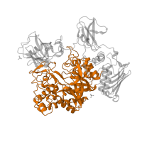 The deposited structure of PDB entry 1qbb contains 1 copy of Pfam domain PF00728 (Glycosyl hydrolase family 20, catalytic domain) in Chitobiase. Showing 1 copy in chain A.