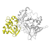 The deposited structure of PDB entry 1qcn contains 2 copies of SCOP domain 63434 (Fumarylacetoacetate hydrolase, FAH, N-terminal domain) in Fumarylacetoacetase. Showing 1 copy in chain B.