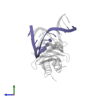 DNA (5'-D(*TP*GP*CP*CP*CP*TP*TP*TP*TP*GP*TP*AP*GP*C)-3') in PDB entry 1qn9, assembly 1, side view.