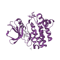 The deposited structure of PDB entry 1qpc contains 1 copy of SCOP domain 88854 (Protein kinases, catalytic subunit) in Tyrosine-protein kinase Lck. Showing 1 copy in chain A.