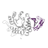 The deposited structure of PDB entry 1r46 contains 2 copies of Pfam domain PF17450 (Alpha galactosidase A C-terminal beta sandwich domain) in Alpha-galactosidase A. Showing 1 copy in chain B.