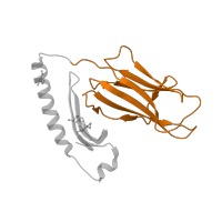 The deposited structure of PDB entry 1r5i contains 2 copies of CATH domain 2.60.40.10 (Immunoglobulin-like) in HLA class II histocompatibility antigen, DR alpha chain. Showing 1 copy in chain A.