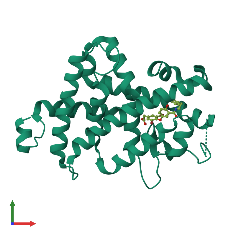 Структура белка представленная глобулой. Гемоглобин это глобулярный белок. Глобула и фибрилла. Ферменты глобулярные белки. Глобула белка.