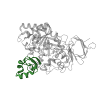 The deposited structure of PDB entry 1rjq contains 1 copy of CATH domain 3.30.1490.130 (Dna Ligase; domain 1) in Amidohydrolase 3 domain-containing protein. Showing 1 copy in chain A.