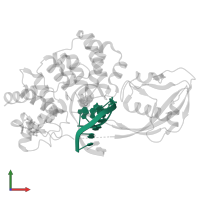 5'-D(AP*AP*GP*AP*CP*(8OG)P*TP*GP*GP*AP*C)-3' in PDB entry 1rrq, assembly 1, front view.