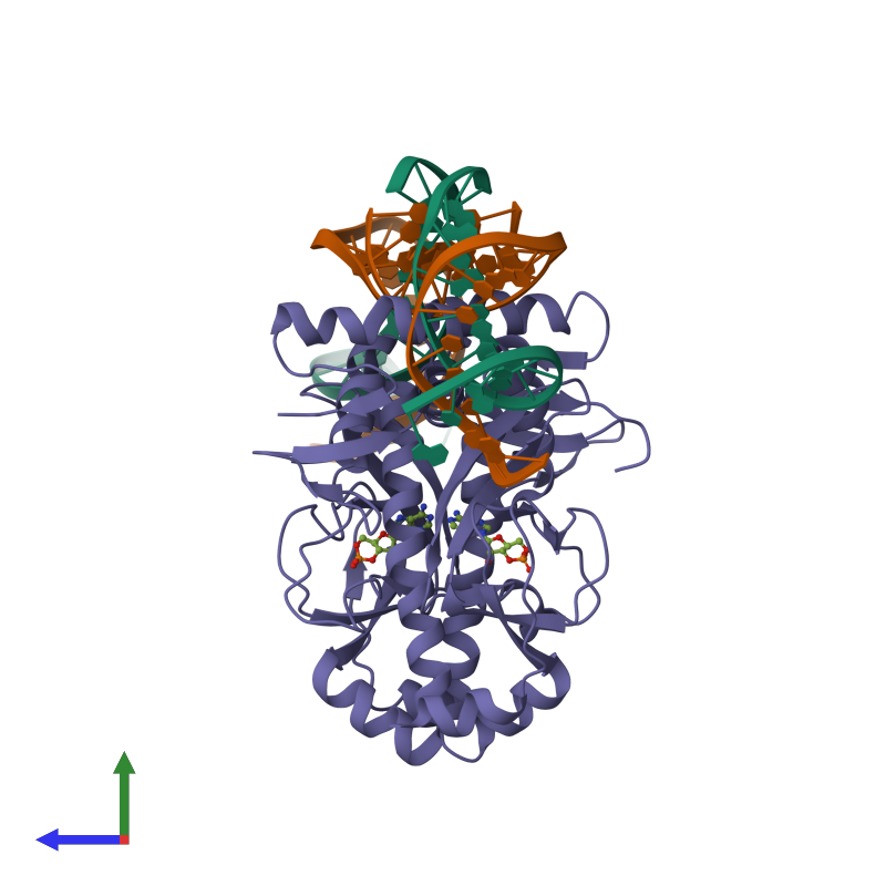 <div class='caption-body'><ul class ='image_legend_ul'>The deposited structure of PDB entry 1run coloured by chemically distinct molecules and viewed from the side. The entry contains: <li class ='image_legend_li'>2 copies of DNA (5'-D(*GP*CP*GP*AP*AP*AP*AP*AP*TP*GP*TP*GP*AP*T)-3')</li> <li class ='image_legend_li'>2 copies of DNA (5'-D(*CP*TP*AP*GP*AP*TP*CP*AP*CP*AP*TP*TP*TP*TP*TP*CP*G )-3')</li> <li class ='image_legend_li'>2 copies of PROTEIN (CATABOLITE GENE ACTIVATOR PROTEIN (CAP))</li><li class ='image_legend_li'>[]<ul class ='image_legend_ul'><li class ='image_legend_li'>2 copies of ADENOSINE-3',5'-CYCLIC-MONOPHOSPHATE</li></ul></li></div>