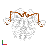 DNA (5'-D(*CP*TP*AP*GP*AP*TP*CP*AP*CP*AP*TP*TP*TP*TP*TP*CP*G )-3') in PDB entry 1ruo, assembly 1, front view.