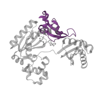 The deposited structure of PDB entry 1ryr contains 1 copy of CATH domain 3.40.1170.60 (MutS, DNA mismatch repair protein, domain I) in DNA polymerase IV. Showing 1 copy in chain C [auth A].