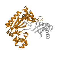 The deposited structure of PDB entry 1ryr contains 1 copy of SCOP domain 100888 (Lesion bypass DNA polymerase (Y-family), catalytic domain) in DNA polymerase IV. Showing 1 copy in chain C [auth A].