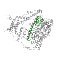 The deposited structure of PDB entry 1s0v contains 4 copies of CATH domain 1.10.287.260 (Helix Hairpins) in T7 RNA polymerase. Showing 1 copy in chain M [auth A].