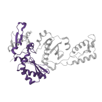 The deposited structure of PDB entry 1s1x contains 1 copy of Pfam domain PF00078 (Reverse transcriptase (RNA-dependent DNA polymerase)) in p51 RT. Showing 1 copy in chain B.