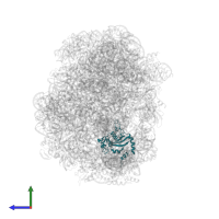 Large ribosomal subunit protein eL15 in PDB entry 1s72, assembly 1, side view.