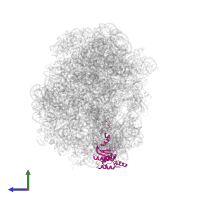 Large ribosomal subunit protein uL18 in PDB entry 1s72, assembly 1, side view.
