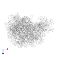 Large ribosomal subunit protein eL37 in PDB entry 1s72, assembly 1, top view.