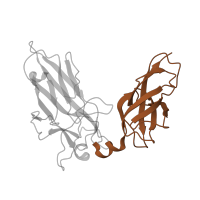 The deposited structure of PDB entry 1s9k contains 1 copy of CATH domain 2.60.40.10 (Immunoglobulin-like) in Nuclear factor of activated T-cells, cytoplasmic 2. Showing 1 copy in chain C.