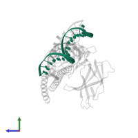 Human IL-2 ARRE1 Promoter Element, Plus Strand in PDB entry 1s9k, assembly 1, side view.