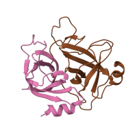 The deposited structure of PDB entry 1shy contains 2 copies of CATH domain 2.40.10.10 (Thrombin, subunit H) in Hepatocyte growth factor beta chain. Showing 2 copies in chain A.