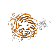 The deposited structure of PDB entry 1shy contains 1 copy of SCOP domain 101913 (Sema domain) in Hepatocyte growth factor receptor. Showing 1 copy in chain B.