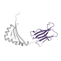 The deposited structure of PDB entry 1sje contains 1 copy of Pfam domain PF07654 (Immunoglobulin C1-set domain) in HLA class II histocompatibility antigen, DRB1 beta chain. Showing 1 copy in chain B.