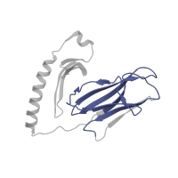 The deposited structure of PDB entry 1sjh contains 1 copy of Pfam domain PF07654 (Immunoglobulin C1-set domain) in HLA class II histocompatibility antigen, DR alpha chain. Showing 1 copy in chain A.