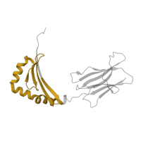 The deposited structure of PDB entry 1sjh contains 1 copy of Pfam domain PF00969 (Class II histocompatibility antigen, beta domain) in HLA class II histocompatibility antigen, DRB1 beta chain. Showing 1 copy in chain B.