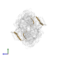 Cytochrome b-c1 complex subunit 8 in PDB entry 1sqv, assembly 1, side view.