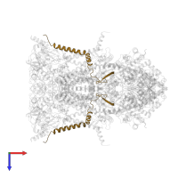 Cytochrome b-c1 complex subunit 8 in PDB entry 1sqv, assembly 1, top view.