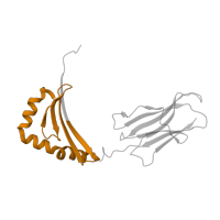 The deposited structure of PDB entry 1t5w contains 2 copies of Pfam domain PF00969 (Class II histocompatibility antigen, beta domain) in HLA class II histocompatibility antigen, DRB1 beta chain. Showing 1 copy in chain B.