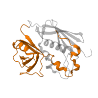 The deposited structure of PDB entry 1t5x contains 1 copy of SCOP domain 50219 (Superantigen toxins, N-terminal domain) in Enterotoxin type C-3. Showing 1 copy in chain D.