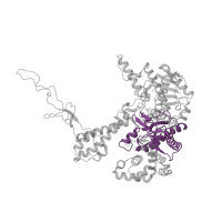 The deposited structure of PDB entry 1tk0 contains 1 copy of CATH domain 3.30.70.370 (Alpha-Beta Plaits) in DNA-directed DNA polymerase. Showing 1 copy in chain C [auth A].