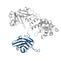 The deposited structure of PDB entry 1tox contains 2 copies of CATH domain 2.60.40.700 (Immunoglobulin-like) in Diphtheria toxin. Showing 1 copy in chain A.