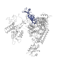 The deposited structure of PDB entry 1twc contains 1 copy of Pfam domain PF00623 (RNA polymerase Rpb1, domain 2) in DNA-directed RNA polymerase II subunit RPB1. Showing 1 copy in chain A.