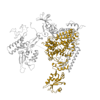 The deposited structure of PDB entry 1twc contains 1 copy of Pfam domain PF04998 (RNA polymerase Rpb1, domain 5) in DNA-directed RNA polymerase II subunit RPB1. Showing 1 copy in chain A.