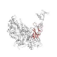 The deposited structure of PDB entry 1twc contains 1 copy of CATH domain 2.40.50.150 (OB fold (Dihydrolipoamide Acetyltransferase, E2P)) in DNA-directed RNA polymerase II subunit RPB2. Showing 1 copy in chain B.