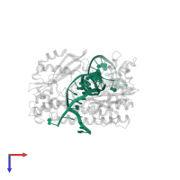5'-D(*GP*CP*CP*GP*GP*TP*CP*GP*AP*CP*CP*GP*G)-3' in PDB entry 1tx3, assembly 2, top view.