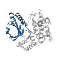 The deposited structure of PDB entry 1u5q contains 2 copies of CATH domain 3.30.200.20 (Phosphorylase Kinase; domain 1) in Serine/threonine-protein kinase TAO2. Showing 1 copy in chain A.