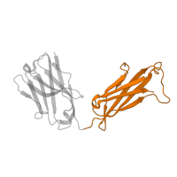 The deposited structure of PDB entry 1ub6 contains 2 copies of SCOP domain 48942 (C1 set domains (antibody constant domain-like)) in Immunoglobulin heavy constant gamma 2B. Showing 1 copy in chain C [auth A].