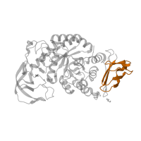 The deposited structure of PDB entry 1ud2 contains 1 copy of Pfam domain PF09154 (Alpha-amylase C-terminal) in Glycosyl hydrolase family 13 catalytic domain-containing protein. Showing 1 copy in chain A.
