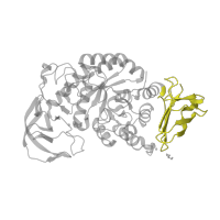 The deposited structure of PDB entry 1ud2 contains 1 copy of SCOP domain 51012 (alpha-Amylases, C-terminal beta-sheet domain) in Glycosyl hydrolase family 13 catalytic domain-containing protein. Showing 1 copy in chain A.