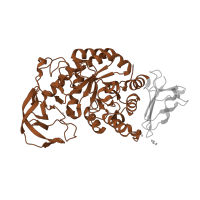 The deposited structure of PDB entry 1ud2 contains 1 copy of SCOP domain 51446 (Amylase, catalytic domain) in Glycosyl hydrolase family 13 catalytic domain-containing protein. Showing 1 copy in chain A.