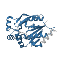 The deposited structure of PDB entry 1uei contains 2 copies of Pfam domain PF00485 (Phosphoribulokinase / Uridine kinase family) in Uridine-cytidine kinase 2. Showing 1 copy in chain B.