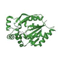 The deposited structure of PDB entry 1uei contains 2 copies of SCOP domain 52584 (Phosphoribulokinase/pantothenate kinase) in Uridine-cytidine kinase 2. Showing 1 copy in chain B.