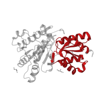 The deposited structure of PDB entry 1v11 contains 1 copy of CATH domain 3.40.50.920 (Rossmann fold) in 2-oxoisovalerate dehydrogenase subunit beta, mitochondrial. Showing 1 copy in chain B.