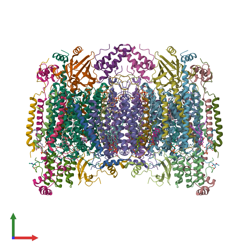 <div class='caption-body'><ul class ='image_legend_ul'>The deposited structure of PDB entry 1v55 coloured by chain and viewed from the front. The entry contains: <li class ='image_legend_li'>2 copies of Cytochrome c oxidase polypeptide I</li> <li class ='image_legend_li'>2 copies of Cytochrome c oxidase polypeptide II</li> <li class ='image_legend_li'>2 copies of Cytochrome c oxidase polypeptide III</li> <li class ='image_legend_li'>2 copies of Cytochrome c oxidase subunit IV isoform 1</li> <li class ='image_legend_li'>2 copies of Cytochrome c oxidase polypeptide Va</li> <li class ='image_legend_li'>2 copies of Cytochrome c oxidase polypeptide Vb</li> <li class ='image_legend_li'>2 copies of Cytochrome c oxidase polypeptide VIa-heart</li> <li class ='image_legend_li'>2 copies of Cytochrome c oxidase polypeptide VIb</li> <li class ='image_legend_li'>2 copies of Cytochrome c oxidase polypeptide VIc</li> <li class ='image_legend_li'>2 copies of Cytochrome c oxidase polypeptide VIIa-heart</li> <li class ='image_legend_li'>2 copies of Cytochrome c oxidase polypeptide VIIb</li> <li class ='image_legend_li'>2 copies of Cytochrome c oxidase polypeptide VIIc</li> <li class ='image_legend_li'>2 copies of Cytochrome c oxidase polypeptide VIII-heart</li><li class ='image_legend_li'>[]<ul class ='image_legend_ul'><li class ='image_legend_li'>2 copies of COPPER (II) ION</li> <li class ='image_legend_li'>2 copies of MAGNESIUM ION</li> <li class ='image_legend_li'>2 copies of SODIUM ION</li> <li class ='image_legend_li'>4 copies of HEME-A</li> <li class ='image_legend_li'>6 copies of TRISTEAROYLGLYCEROL</li> <li class ='image_legend_li'>8 copies of (1R)-2-{[{[(2S)-2,3-DIHYDROXYPROPYL]OXY}(HYDROXY)PHOSPHORYL]OXY}-1-[(PALMITOYLOXY)METHYL]ETHYL (11E)-OCTADEC-11-ENOATE</li> <li class ='image_legend_li'>2 copies of DINUCLEAR COPPER ION</li> <li class ='image_legend_li'>8 copies of CHOLIC ACID</li> <li class ='image_legend_li'>4 copies of CARDIOLIPIN</li> <li class ='image_legend_li'>6 copies of (1S)-2-{[(2-AMINOETHOXY)(HYDROXY)PHOSPHORYL]OXY}-1-[(STEAROYLOXY)METHYL]ETHYL (5E,8E,11E,14E)-ICOSA-5,8,11,14-TETRAENOATE</li> <li class ='image_legend_li'>2 copies of UNKNOWN ATOM OR ION</li> <li class ='image_legend_li'>2 copies of (7R,17E,20E)-4-HYDROXY-N,N,N-TRIMETHYL-9-OXO-7-[(PALMITOYLOXY)METHYL]-3,5,8-TRIOXA-4-PHOSPHAHEXACOSA-17,20-DIEN-1-AMINIUM 4-OXIDE</li> <li class ='image_legend_li'>2 copies of ZINC ION</li> <li class ='image_legend_li'>2 copies of DECYL-BETA-D-MALTOPYRANOSIDE</li></ul></li></div>