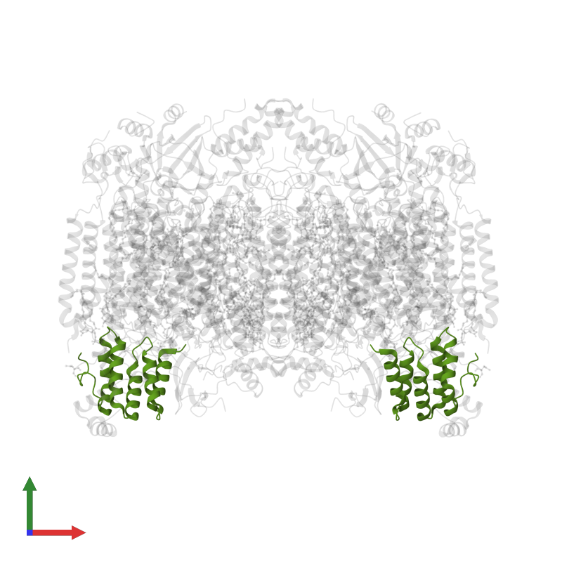 <div class='caption-body'>PDB entry 1v55 contains 2 copies of Cytochrome c oxidase polypeptide Va in assembly 1. This protein is highlighted and viewed from the front.</div>