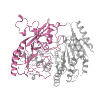 The deposited structure of PDB entry 1vao contains 2 copies of SCOP domain 56177 (FAD-linked oxidases, N-terminal domain) in Vanillyl-alcohol oxidase. Showing 1 copy in chain A.