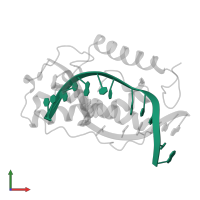 DNA (5'-D(*AP*TP*CP*GP*CP*GP*TP*TP*GP*CP*GP*CP*T)-3') in PDB entry 1vas, assembly 1, front view.