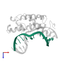 DNA (5'-D(*AP*TP*CP*GP*CP*GP*TP*TP*GP*CP*GP*CP*T)-3') in PDB entry 1vas, assembly 1, top view.