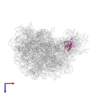 Large ribosomal subunit protein uL18 in PDB entry 1vq4, assembly 1, top view.